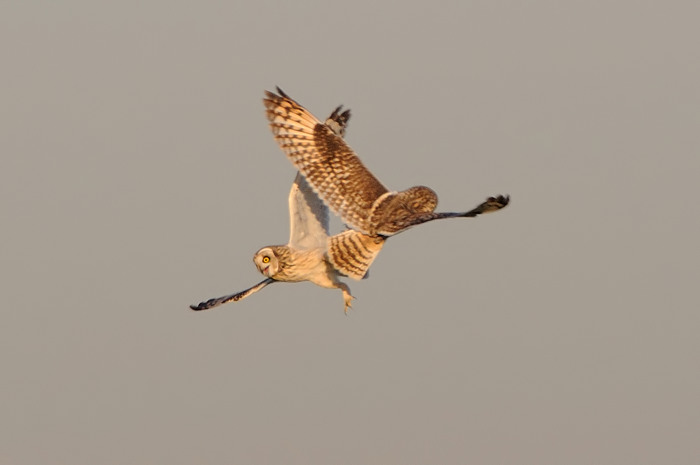 32.jpg - Velduil (Short-eared Owl, Asio Flammeus). Uitkerkse polders. 8/02/2008. Copyright: Joris Everaert. Nikon D300, Sigma APO 500mm f4.5 EX DG HSM